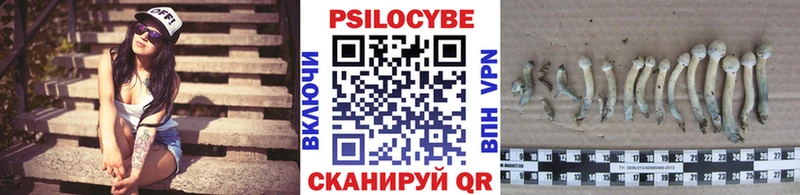 Псилоцибиновые грибы Psilocybine cubensis  Себеж 